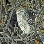 Little Owl, outskirts of Glastonbury, Jeff Hazell