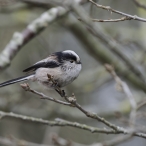 Long-tailed Tit from Noah's Lake hide - Shapwick Heath, Geoff Dicker