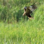 Marsh Harrier, Ham Wall, David Roberts