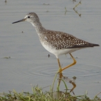 Lesser Yellowlegs, Terri Borash - copyright TerriPix