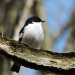 Pied Flycatcher, West Somerset, John Hansford