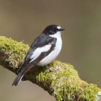 Male Pied Flycatcher - Horner Woods, Exmoor © Geoff Dicker