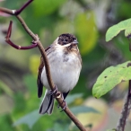 Reed Bunting at Greylake RSPB reserve, © Geoff Dicker