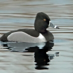 Drake Ring-necked Duck, Ham Wall (Waltons), © Jeff Hazell