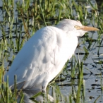Cattle Egret, Westhay Moor, 18th February 2016 @John Hansford