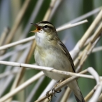 Sedge Warbler at Westhay Moor © Geoff Dicker