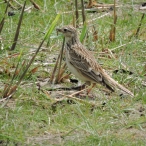 Skylark, Wall Common 30 May 16, John Hansford