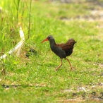 Water Rail,  Ham Wall, David Roberts