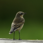 Northern Wheatear at Steart WWT, Geoff Dicker
