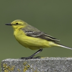 Yellow Wagtail at Tealham Moor © Geoff Dicker